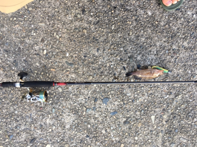 かわいいの釣れた！