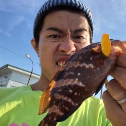 ショアで１年ぶりのアコウと再会！