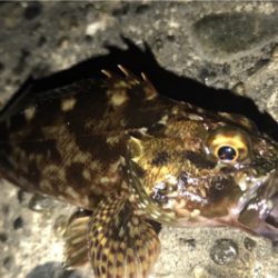 やっぱりカサゴ