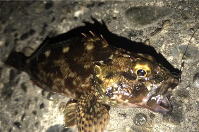 やっぱりカサゴ