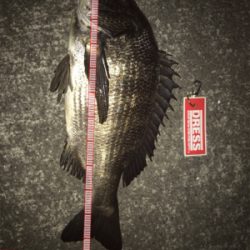 タコ釣り撃沈後の夜釣り