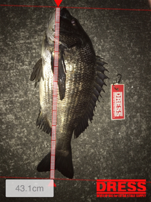 タコ釣り撃沈後の夜釣り