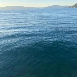 マゴチ釣れました！