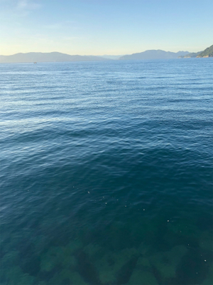 マゴチ釣れました！