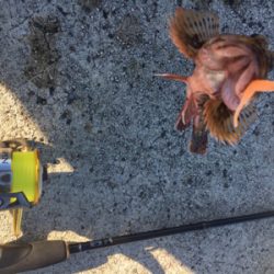 ガッシーゲーム