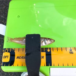 よーやくまとまった釣果キス