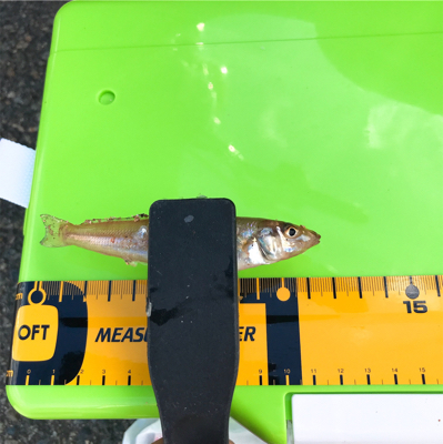 よーやくまとまった釣果キス