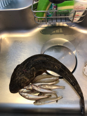 ちょい投げと泳がせ釣り