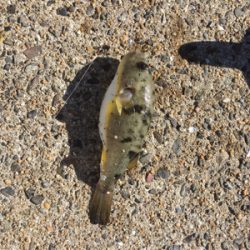 親父たちの釣行 第6弾