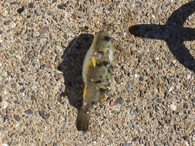 親父たちの釣行 第6弾