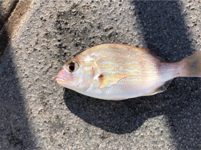 ゆうまづめ前のサビキ釣果♪