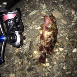 アジを求めて初大阪釣行へ