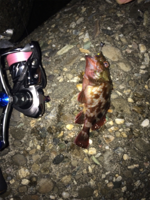 アジを求めて初大阪釣行へ