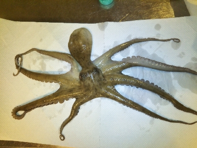 竿が折れ心も折れた、