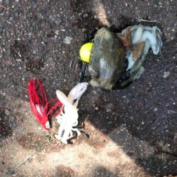 昨日のリベンジ