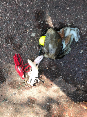 昨日のリベンジ