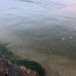 フラットフィッシュ狙い