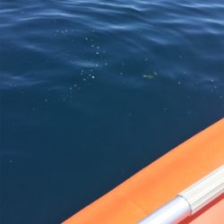 久々にヒラマサ！