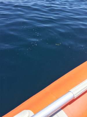 久々にヒラマサ！