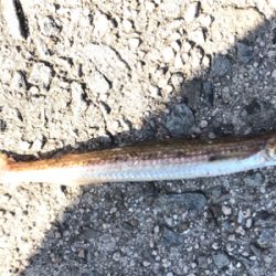 投げ釣りからのショアジギ