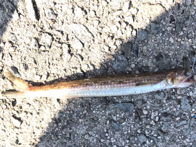 投げ釣りからのショアジギ