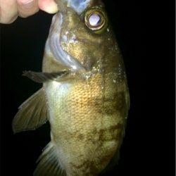 アジングのち大物1人