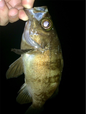 アジングのち大物1人