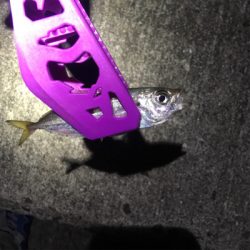 ジグサビキ&フロートアジング