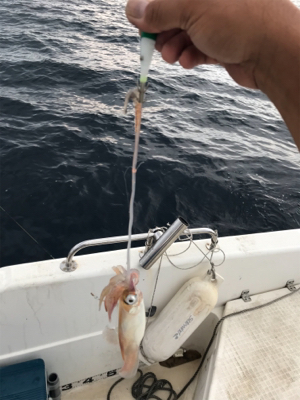 真夏のマイボート 釣行