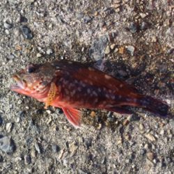 まぁまぁ釣れました