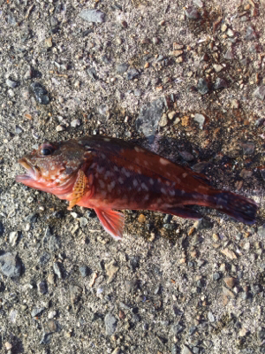 まぁまぁ釣れました