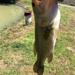 夜釣りと野池にて