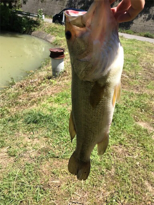 夜釣りと野池にて