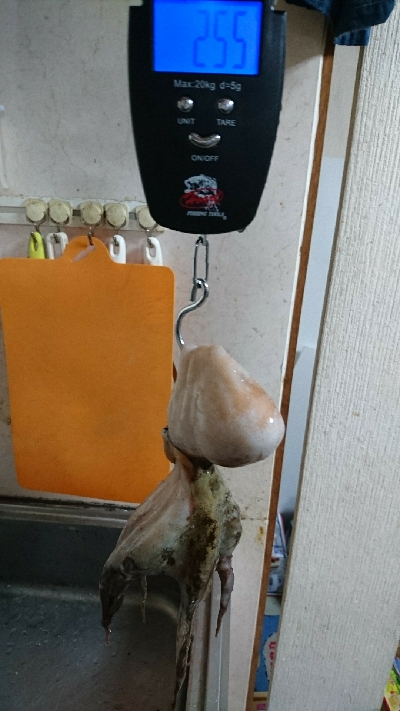 今朝は涼しかったよー