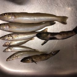 粘りの大キス狙い