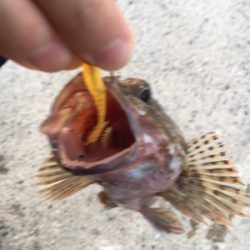 早朝ガシリング