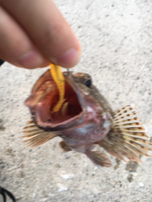 早朝ガシリング