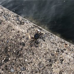 タコ タコ タコ