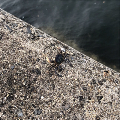 タコ タコ タコ