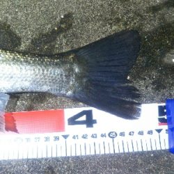 河口でシーバス