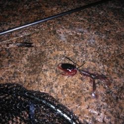 チニング遂にキター