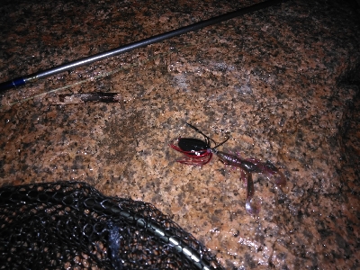 チニング遂にキター