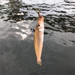 台風前のキス釣り