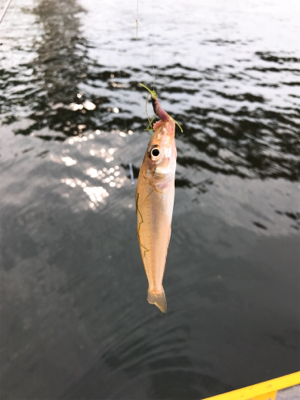 台風前のキス釣り