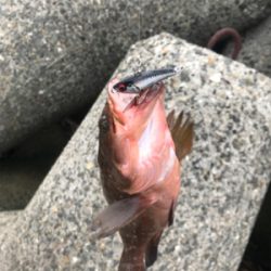 シーバス狙いが(T . T)