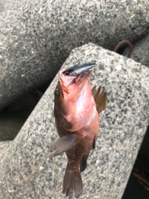 シーバス狙いが(T . T)