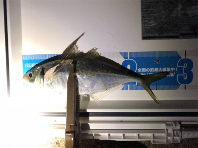 タチウオ狙いで8目釣り