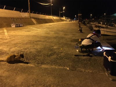 サビキ＆メバリング