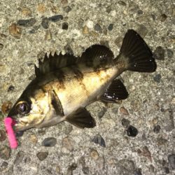 不発メバリング