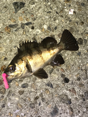 不発メバリング